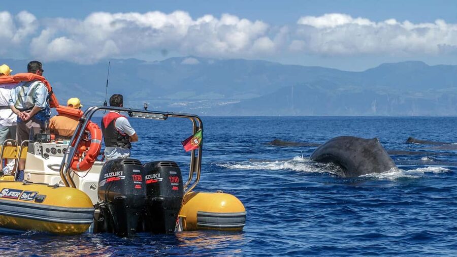 Azores: Whale Watching & Islet Boat Tour w/ Marine Biologist - Why this Azores boat trip is more than a whale checklist