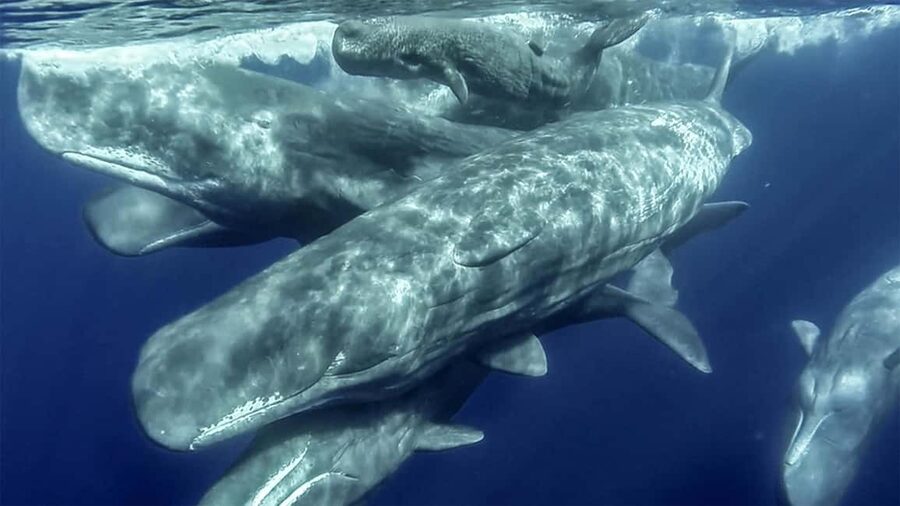 Azores: Whale Watching & Islet Boat Tour w/ Marine Biologist - A respectful approach to marine wildlife