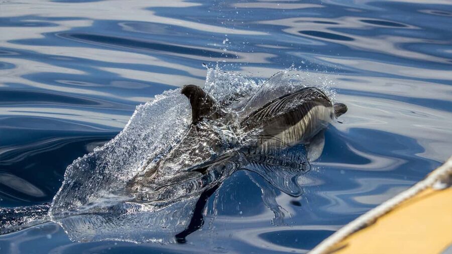 Azores: Whale Watching & Islet Boat Tour w/ Marine Biologist - Vila Franca Islet adds a second view of São Miguel
