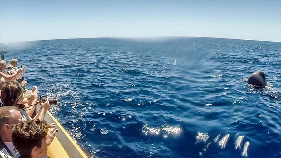 Azores: Whale Watching & Islet Boat Tour w/ Marine Biologist - Who will enjoy this most