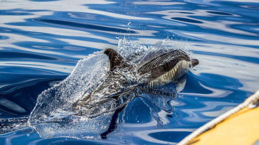 Azores: Whale Watching & Islet Boat Tour w/ Marine Biologist - Is the $73 price good value?