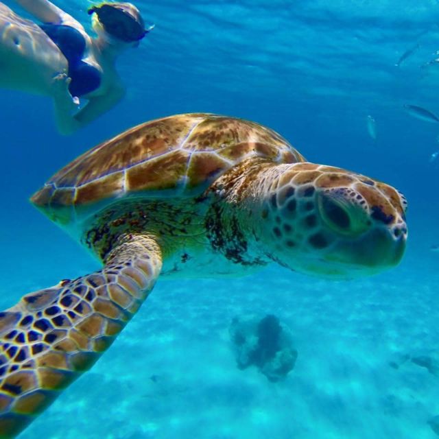 Barbados: Catamaran Tour with Snorkeling and Lunch - Should you book El Tigre?