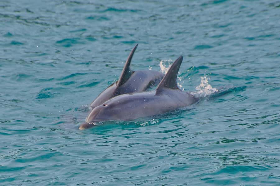 Bay of Islands: Discover the Bay Cruise with Island Lunch - Otehei Bay and the included island lunch