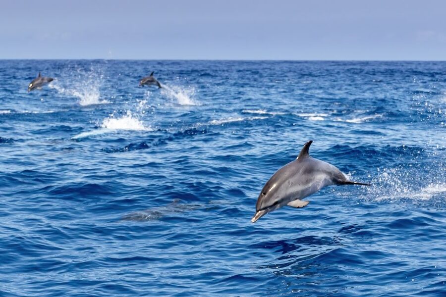 Benalmadena: Dolphin Watching Boat Tour - The Costa del Sol views along the route
