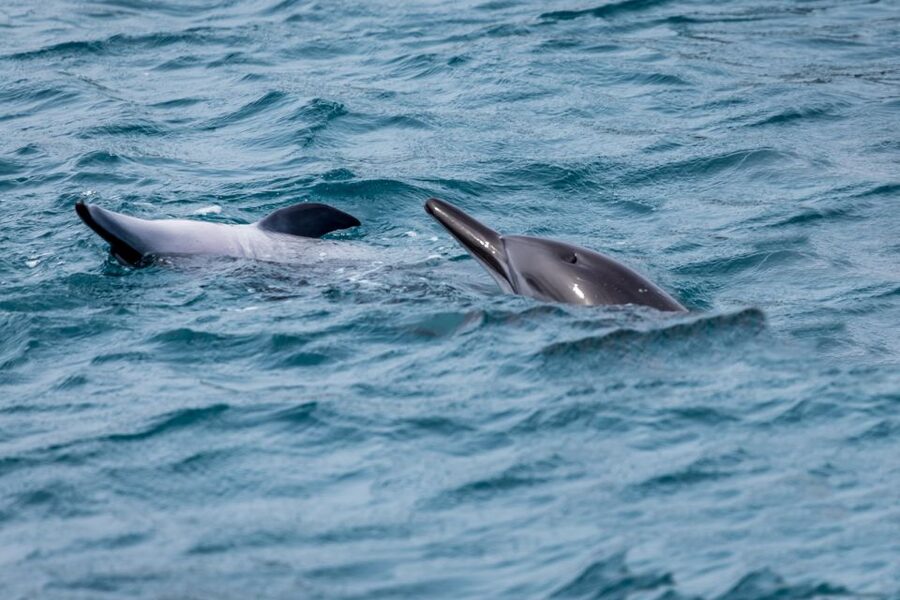 Benalmadena: Dolphin Watching Boat Tour - The summer swim and onboard atmosphere