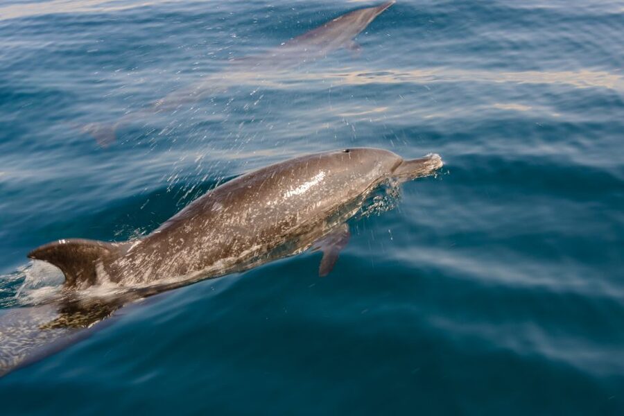 Benalmadena: Dolphin Watching Boat Tour - Who will enjoy this trip most