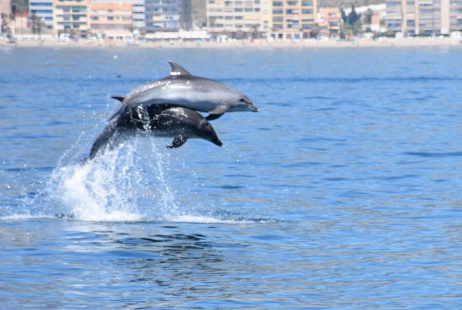 Benalmadena: Dolphin Watching Boat Tour - Finding dolphins off the Costa del Sol
