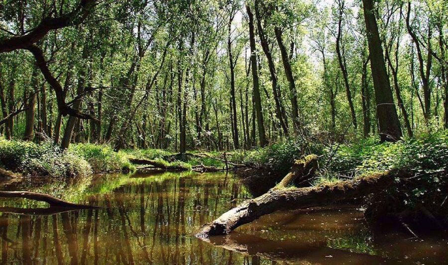 Biesbosch: Boat Cruise through National Park - Commentary and the Dutch language question
