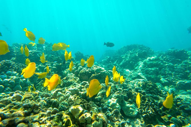 Big Island: Captain Cook Snorkel On A Power Catamaran With Lunch - Lunch, snacks, and what you actually receive