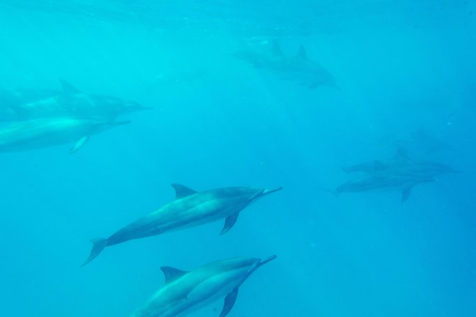 Big Island: Captain Cook Snorkel On A Power Catamaran With Lunch - Practical details before you go