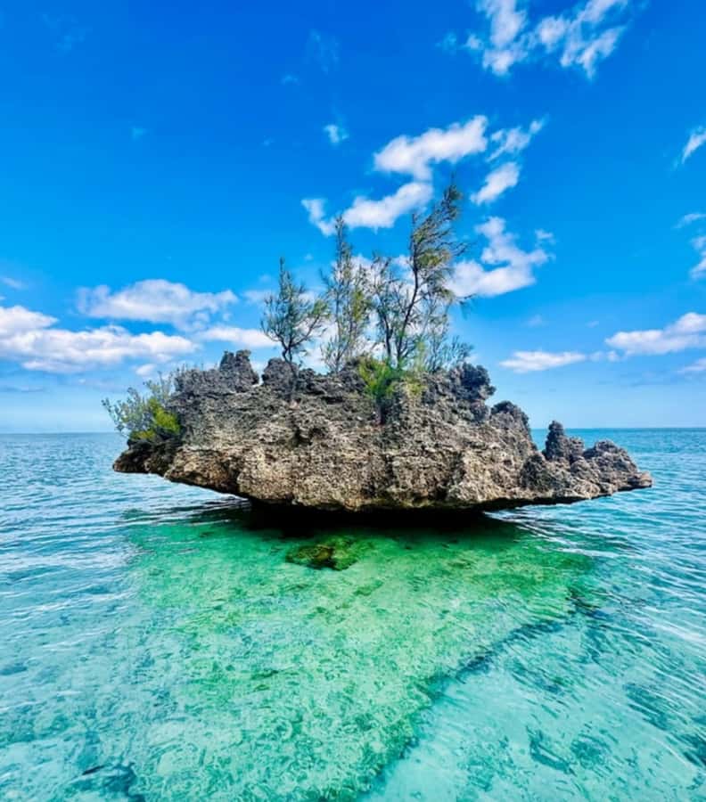 Black River: Swim with Dolphin Speed Boat Tour with lunch - Should you book it?