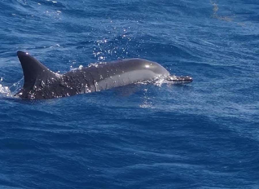Black River: Swim with Dolphin Speed Boat Tour with lunch - A dolphin day from Flic en Flac
