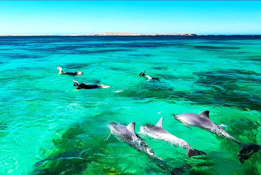 Black River: Swim with Dolphin Speed Boat Tour with lunch - How the day feels in real conditions