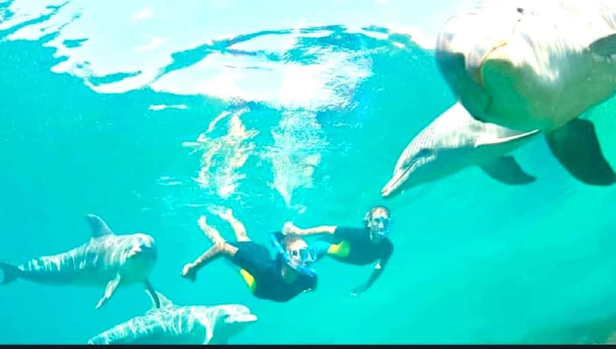 Black River: Swim with Dolphin Speed Boat Tour with lunch - Is $74 good value?
