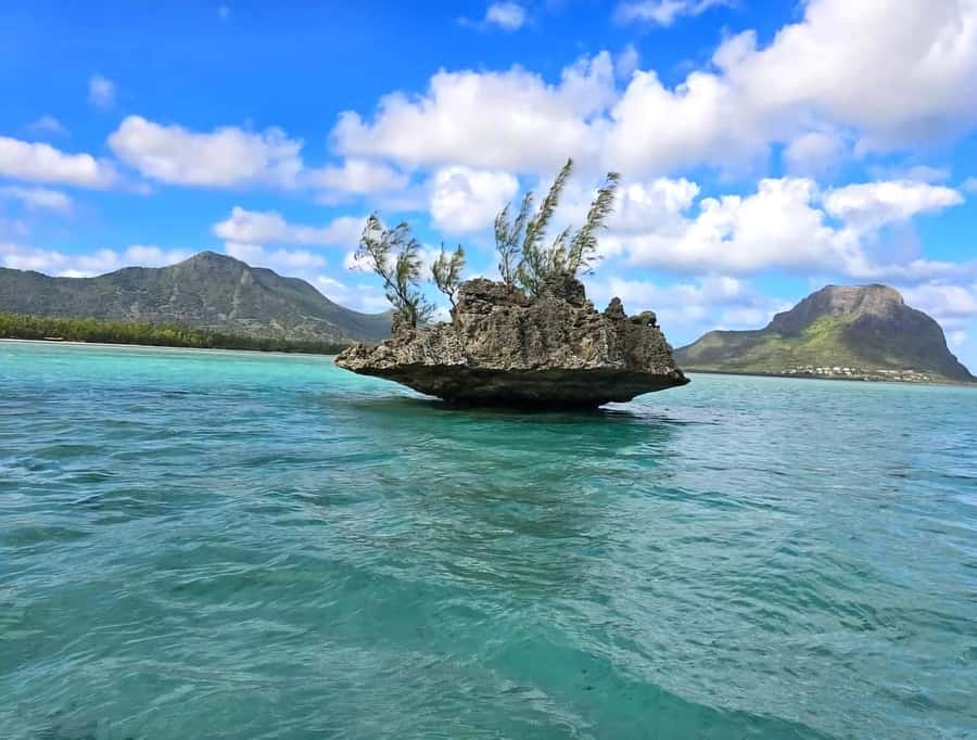 Black River: Swim with Dolphin Speed Boat Tour with lunch - Seeing dolphins without treating them like a show