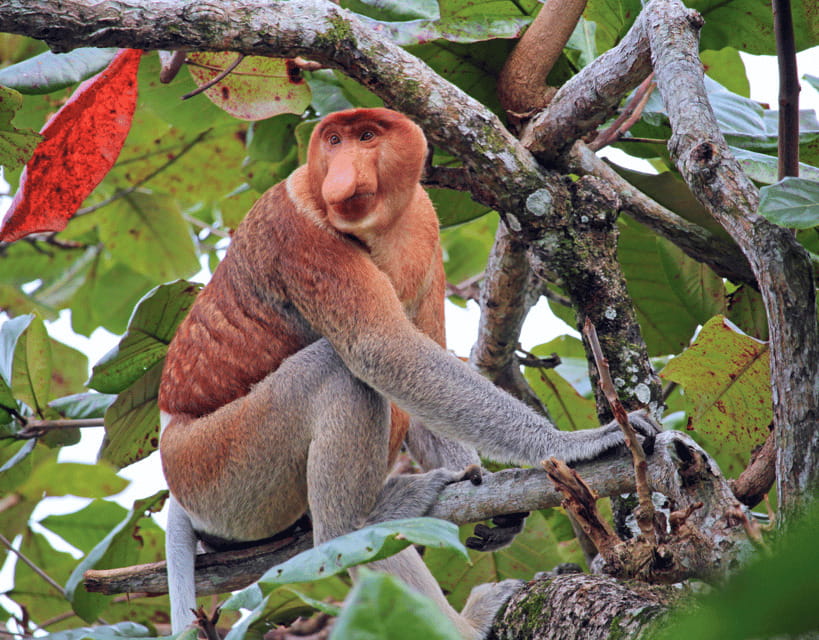Bongawan River Cruise: Proboscis Monkey & Fireflies Mangrove - Looking for proboscis monkeys on the Bongawan River