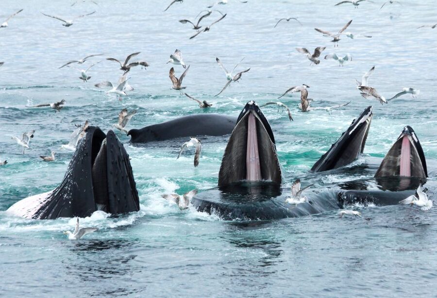 Boston: City Cruises Whale Watching Cruise - Should you book the Boston whale-watching cruise?