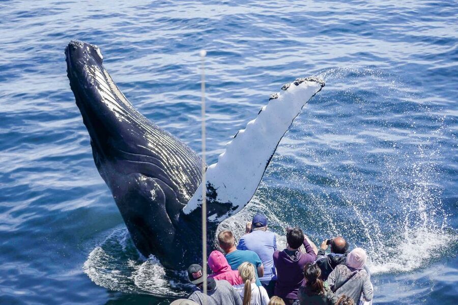 Boston: City Cruises Whale Watching Cruise - Leaving Boston Harbor for Stellwagen Bank