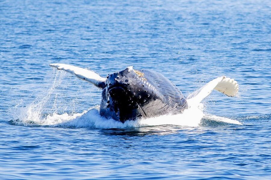 Boston: City Cruises Whale Watching Cruise - Finding the best place on the boat