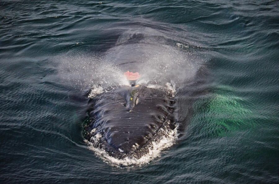 Boston: City Cruises Whale Watching Cruise - Comfort, food, and the motion question