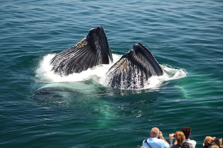 Boston: City Cruises Whale Watching Cruise - Is $85 a fair price?