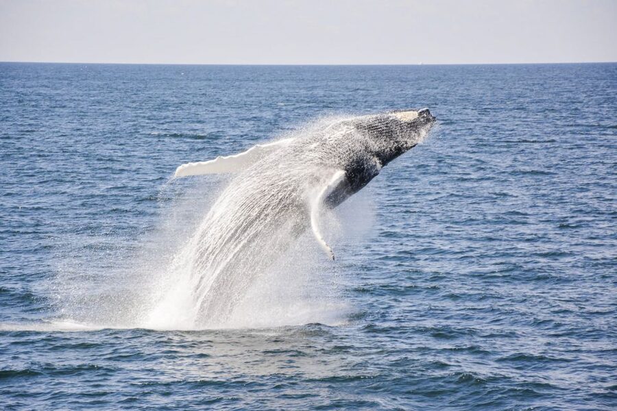 Boston: City Cruises Whale Watching Cruise - Best times, clothing, and planning advice