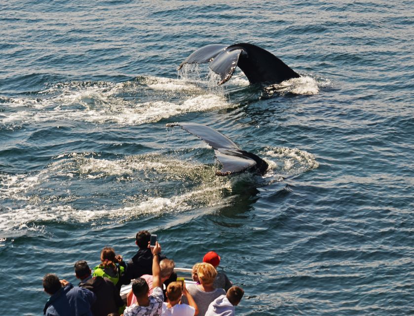 Boston: City Cruises Whale Watching Cruise - Who should book this cruise?