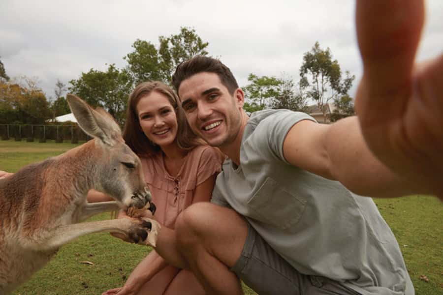 Brisbane River Cruise and Koala Sanctuary Visit - Three Hours at Lone Pine Koala Sanctuary