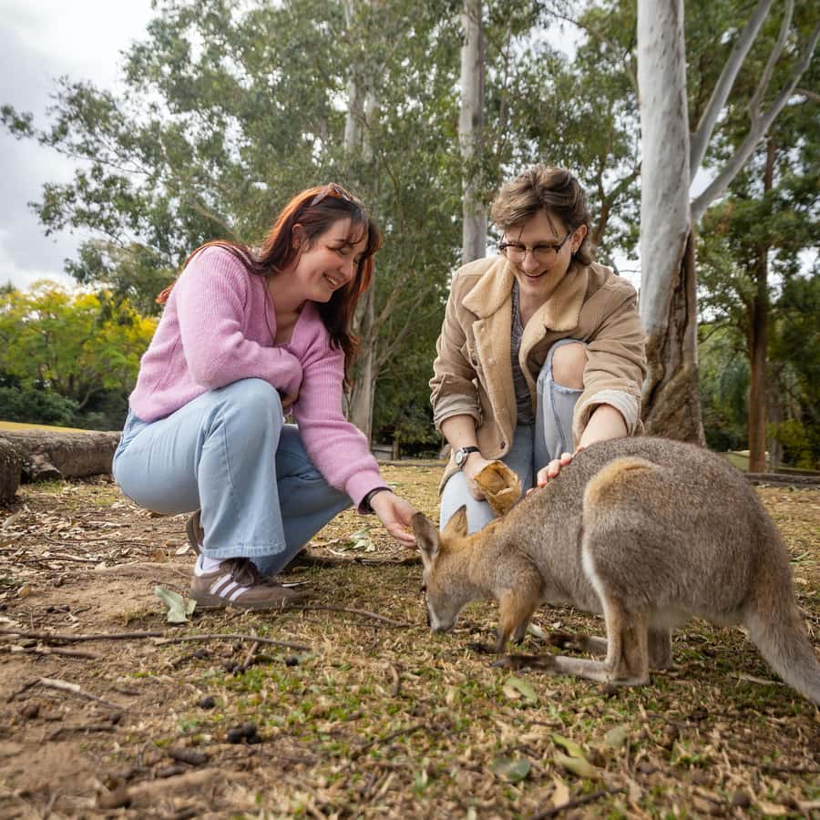 Brisbane River Cruise and Koala Sanctuary Visit - Who Will Get the Most From It