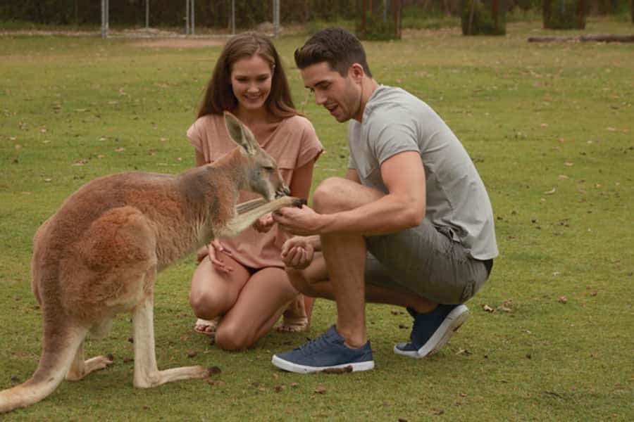 Brisbane River Cruise and Koala Sanctuary Visit - The 75-Minute Ride Up the Brisbane River