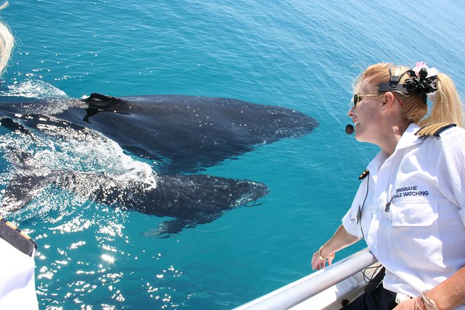 Brisbane Whale Watching Cruise from Redcliffe or Sunshine Coast - Key points to know before booking
