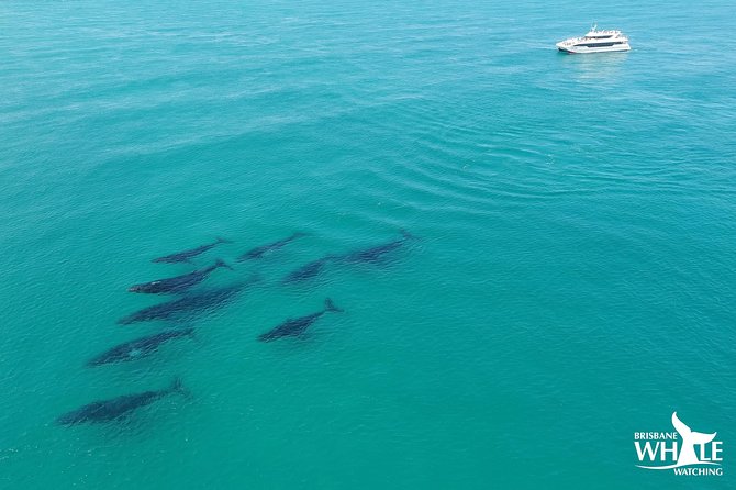 Brisbane Whale Watching Cruise from Redcliffe or Sunshine Coast - Seeing humpback whales in Moreton Bay