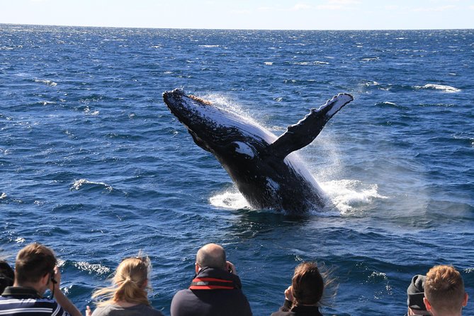 Brisbane Whale Watching Cruise from Redcliffe or Sunshine Coast - The lunchbox is more useful than it sounds