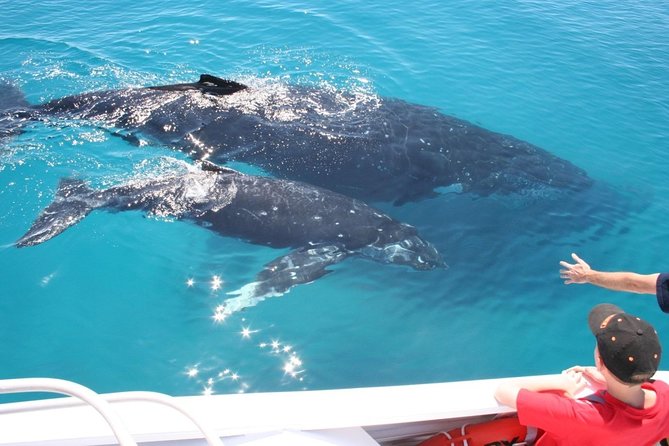 Brisbane Whale Watching Cruise from Redcliffe or Sunshine Coast - Commentary that helps you find the whales