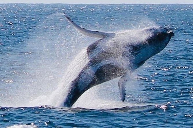 Brisbane Whale Watching Cruise from Redcliffe or Sunshine Coast - Wildlife beyond the humpbacks