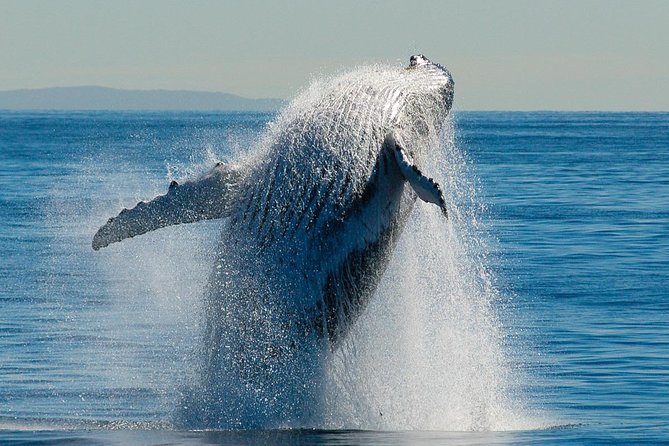 Brisbane Whale Watching Cruise from Redcliffe or Sunshine Coast - Weather, comfort, and what to bring