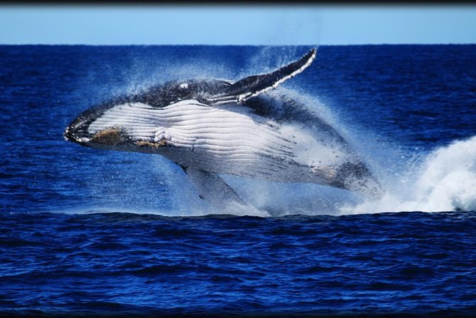 Brisbane Whale Watching Cruise from Redcliffe or Sunshine Coast - The Eye Spy catamaran and your viewing options