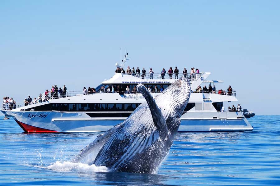 Brisbane: Whale Watching Cruise with Lunch - Setting out from Brisbane to Moreton Bay