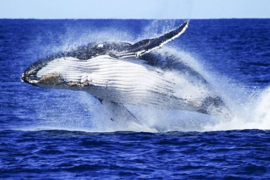 Brisbane: Whale Watching Cruise with Lunch - Is $113 a fair price?