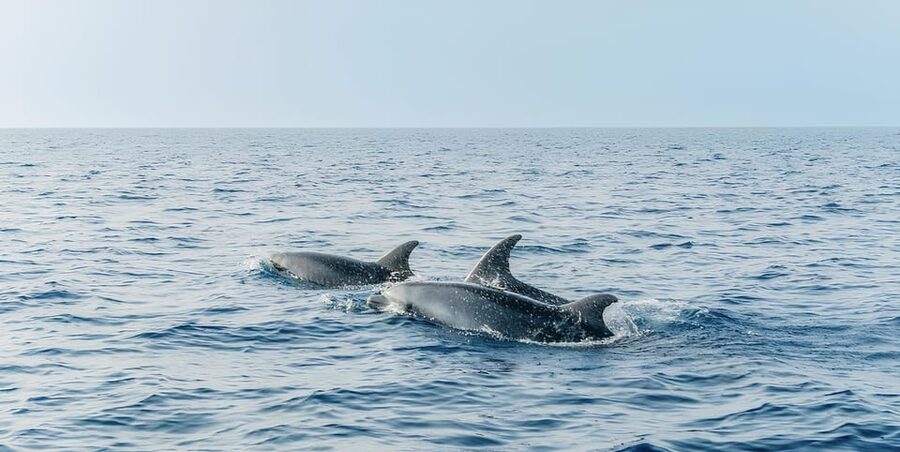 Cagliari: Devil's Saddle Boat Tour with Spritz and Chips - Poetto closes the coastal loop