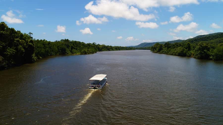 Cairns: Daintree Rainforest Wildlife Experience Cruise - Seeing the estuarine crocodile up close