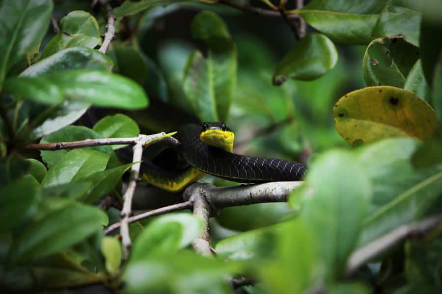 Cairns: Daintree Rainforest Wildlife Experience Cruise - The mangrove ecosystem is the real supporting actor