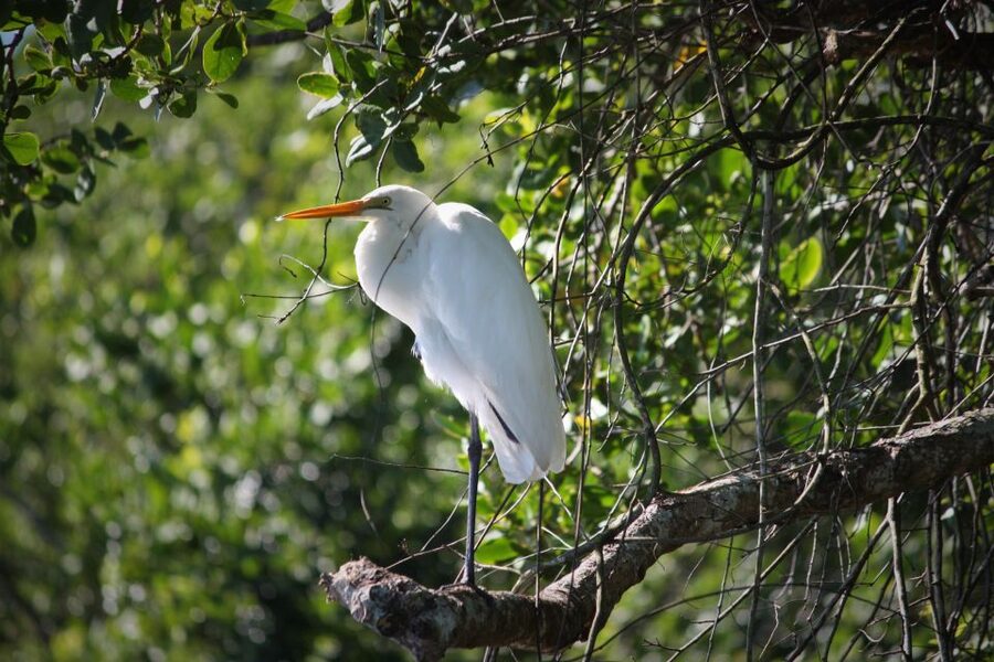 Cairns: Daintree Rainforest Wildlife Experience Cruise - How good is the $24 value?
