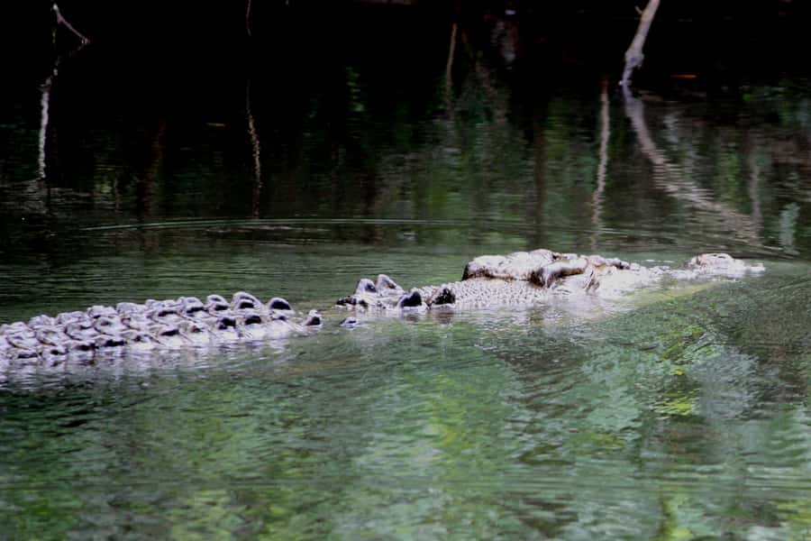 Cairns: Daintree Rainforest Wildlife Experience Cruise - Weather, timing, and what to bring