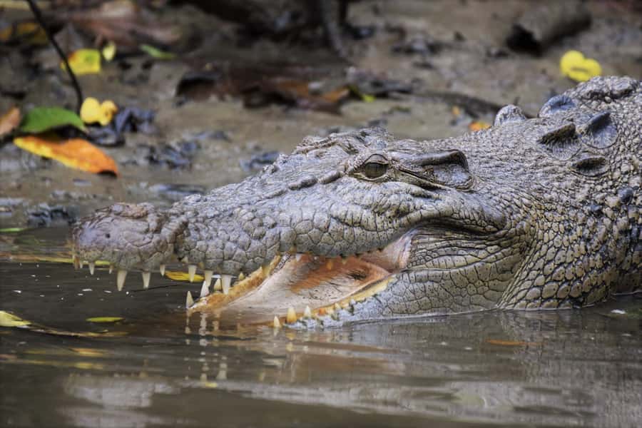 Cairns: Daintree Rainforest Wildlife Experience Cruise - What happens during the one-hour cruise