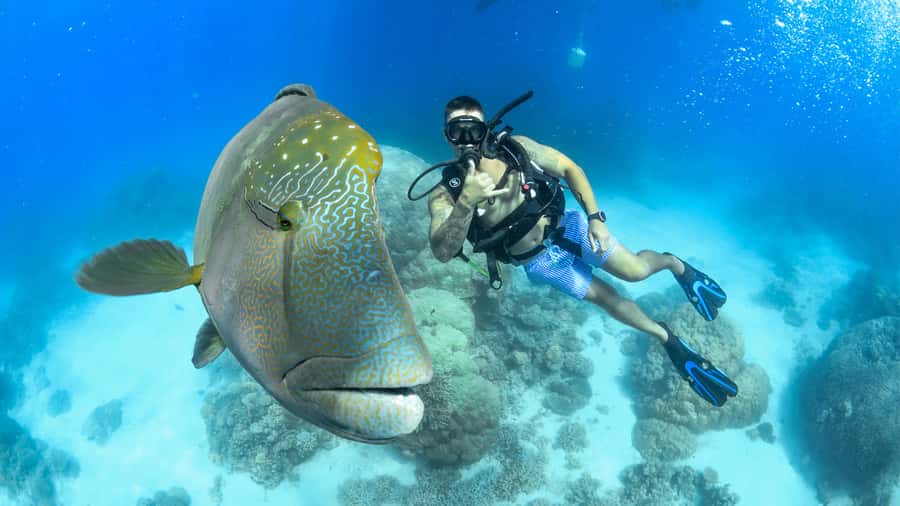 Cairns: Great Barrier Reef Cruise & Scenic Helicopter Flight - Quick points to know