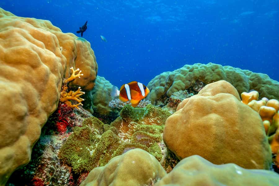Cairns: Great Barrier Reef Premium Diving Full Day Tour - Two outer reef sites, two different chances to see marine life