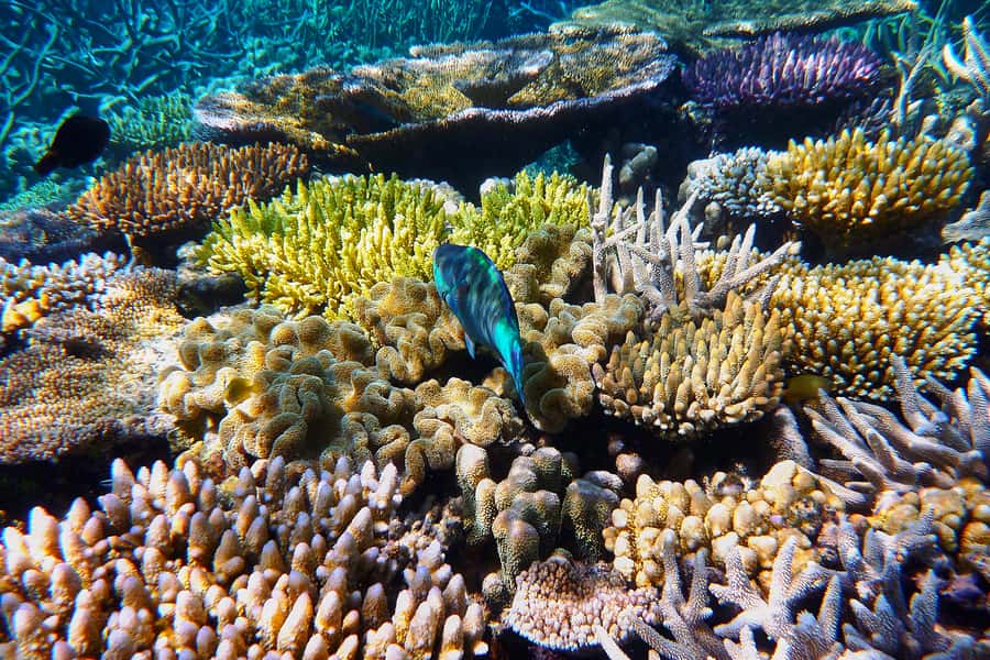Cairns: Outer and Coral Cay Snorkel and Dive Cruise - Upolu Cay and the Aquarium