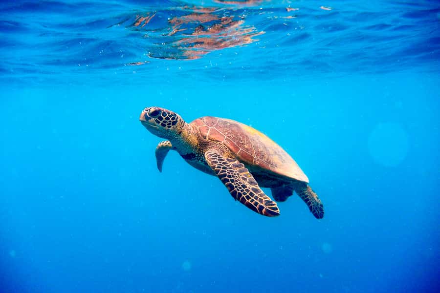 Cairns: Outer and Coral Cay Snorkel and Dive Cruise - What the day feels like on the catamaran