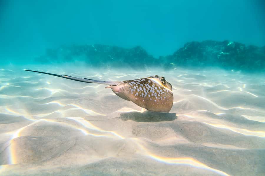 Cairns: Outer and Coral Cay Snorkel and Dive Cruise - Practical details before you go
